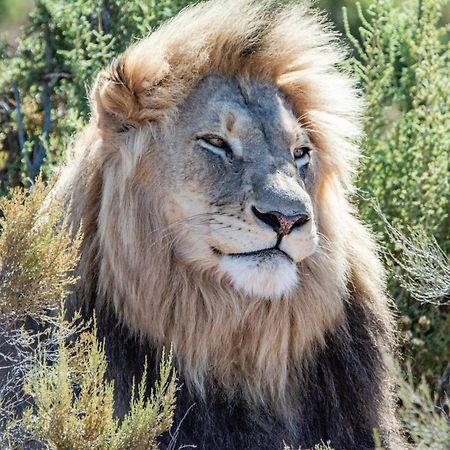 Mont Eco Game Reserve Монтегю Екстериор снимка