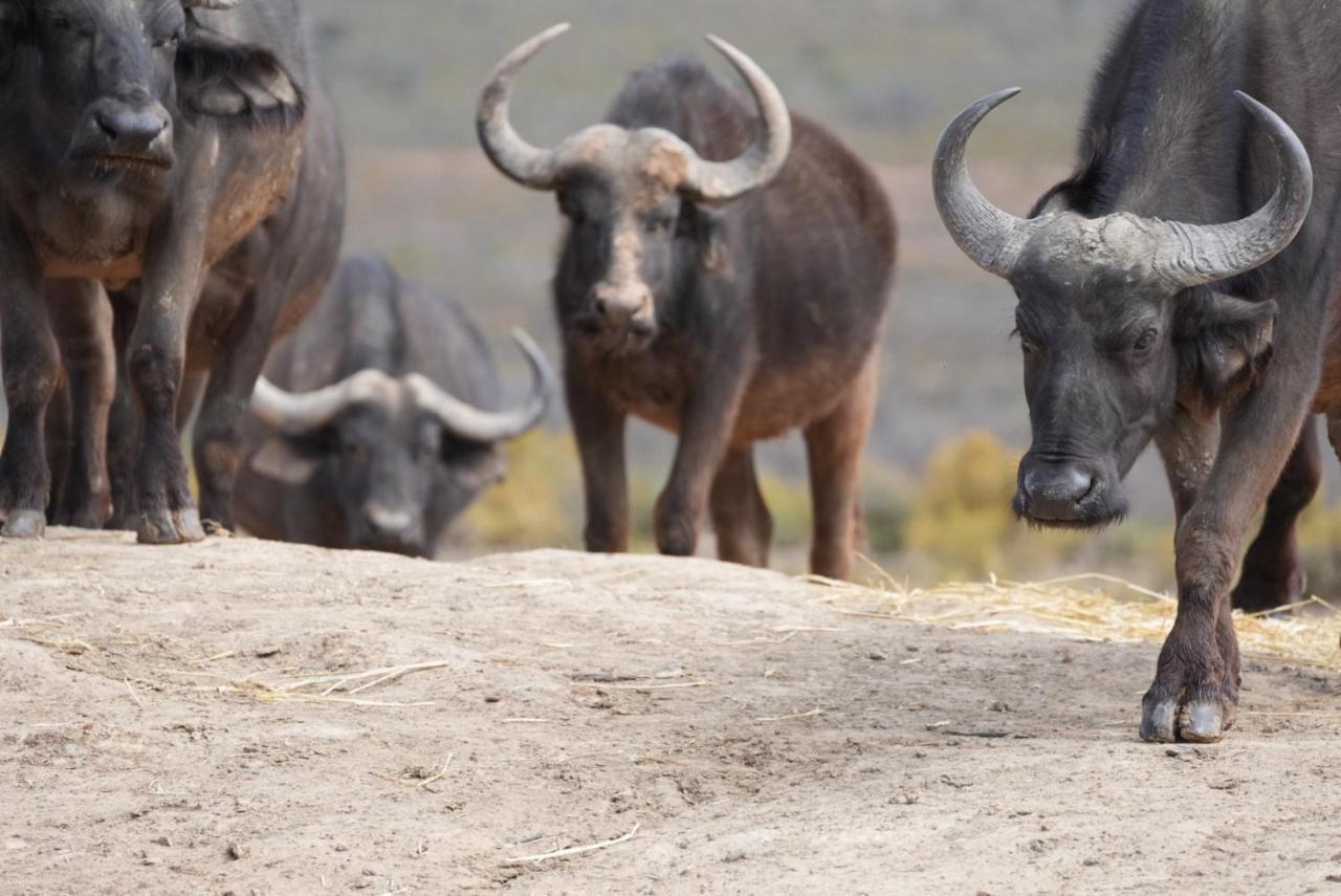 Mont Eco Game Reserve Монтегю Екстериор снимка