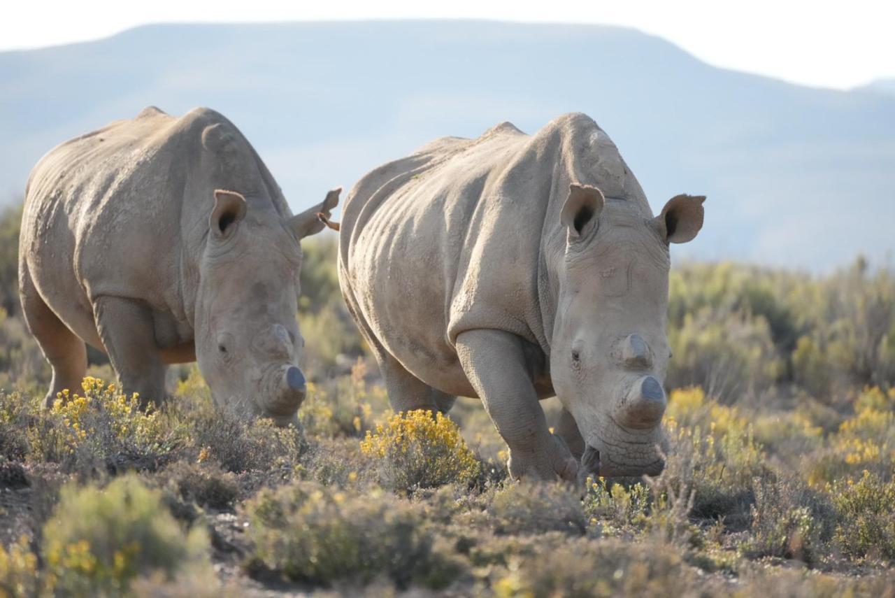 Mont Eco Game Reserve Монтегю Екстериор снимка