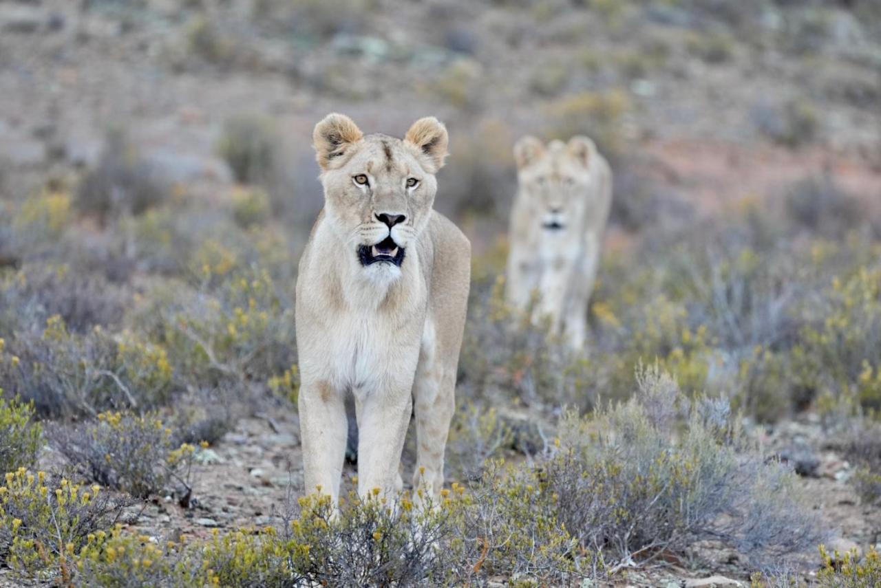 Mont Eco Game Reserve Монтегю Екстериор снимка
