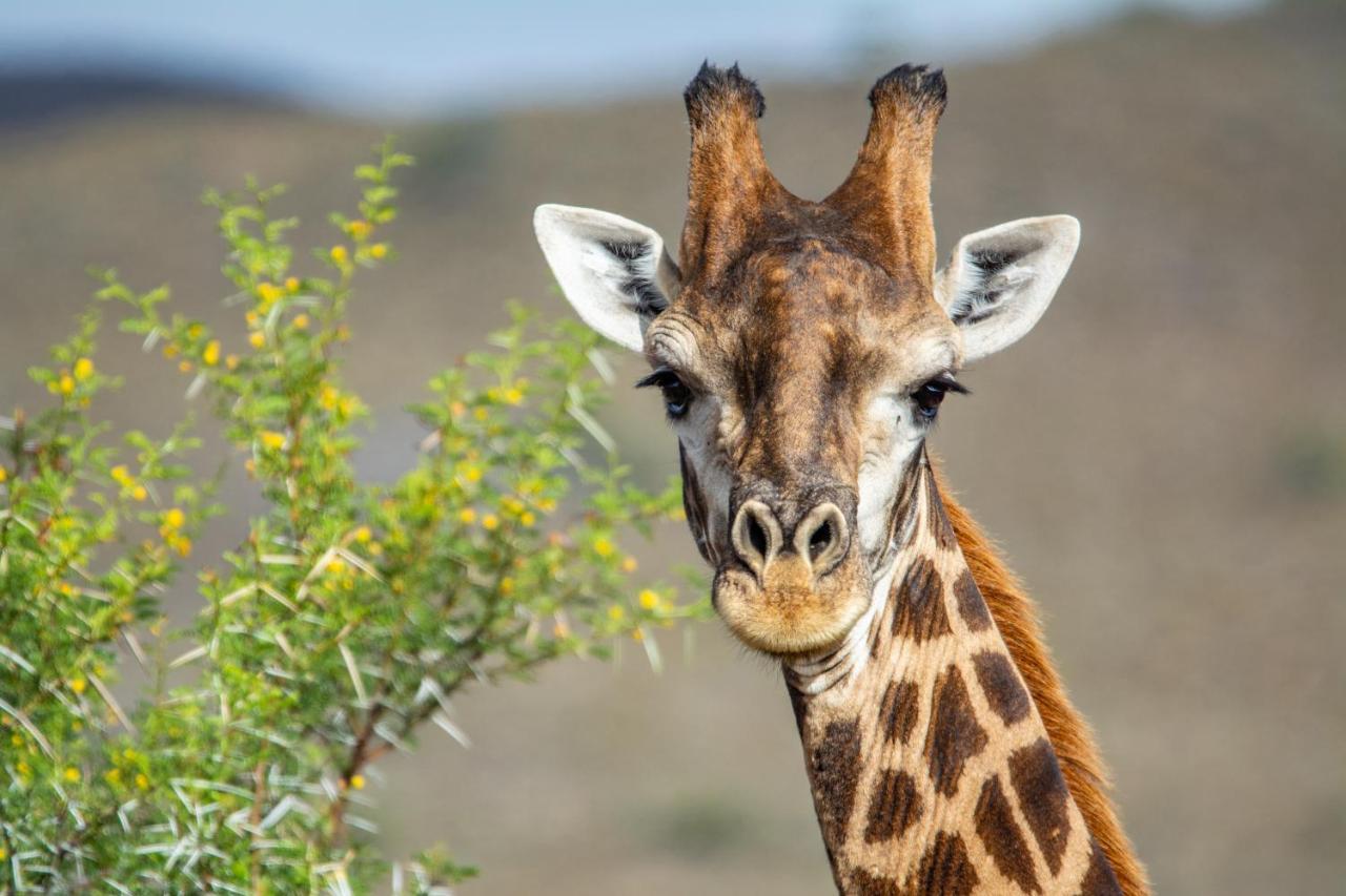 Mont Eco Game Reserve Монтегю Екстериор снимка