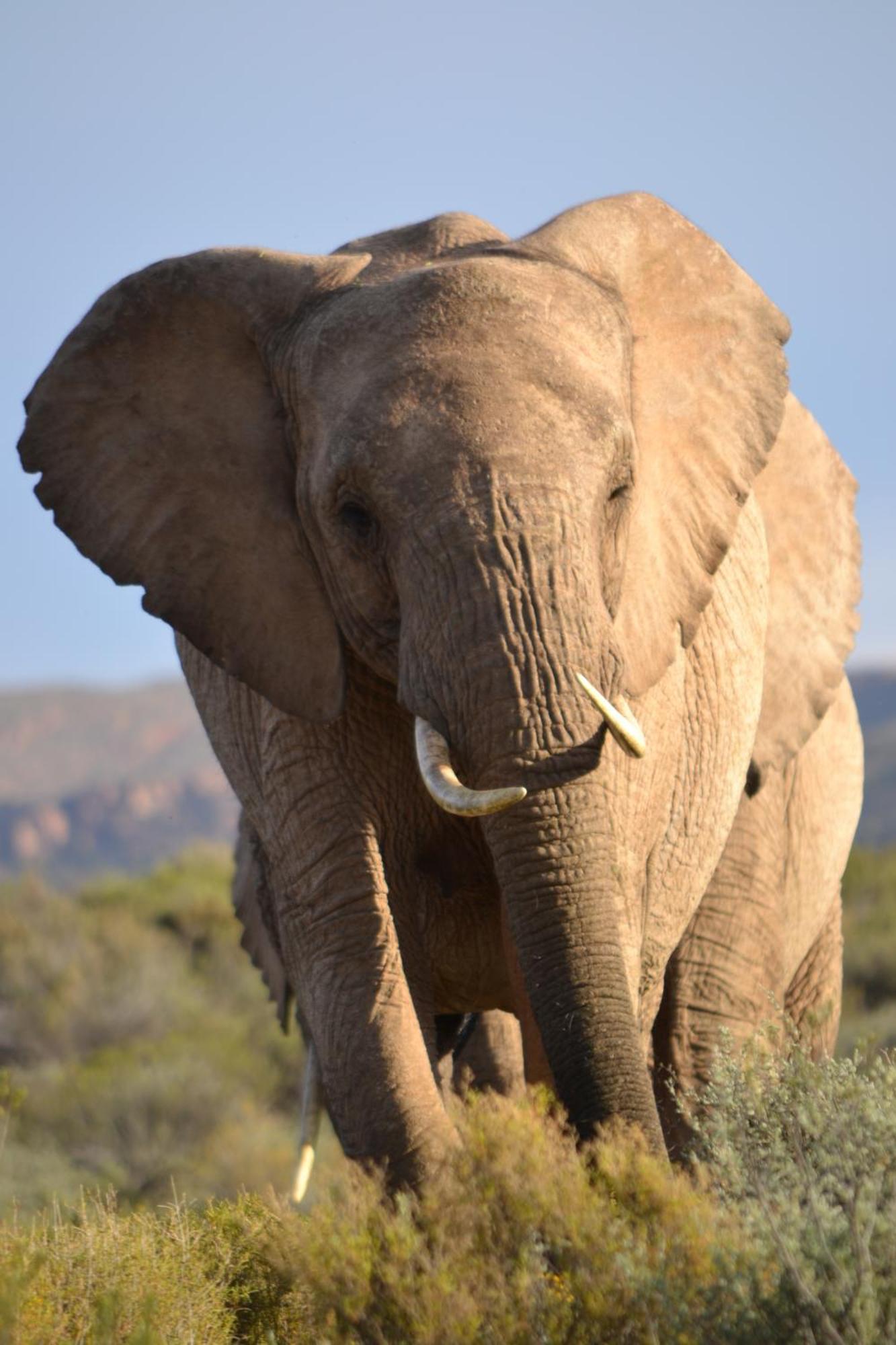 Mont Eco Game Reserve Монтегю Екстериор снимка