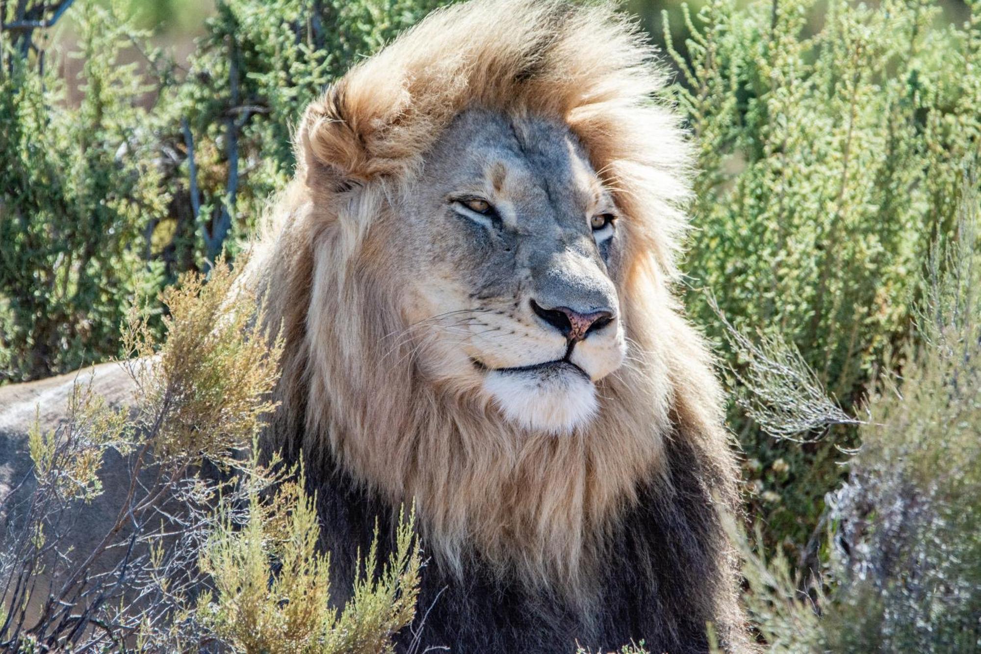 Mont Eco Game Reserve Монтегю Екстериор снимка